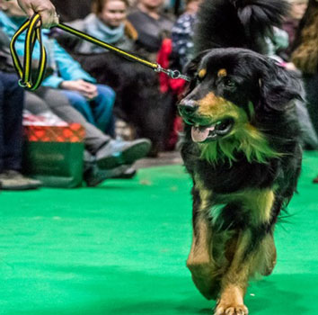 Cosmo at Crufts ed